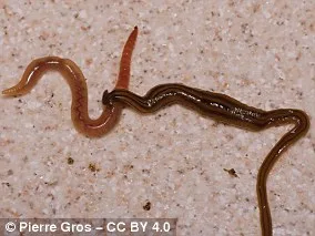 Invasive Flatworms Exploit Pets to Spread Across Europe, Study Warns