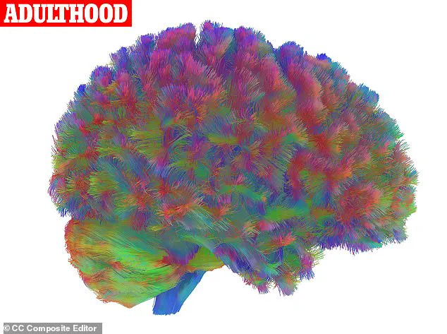 Why the 40s Are the Most Draining Decade, New Study Finds Mismatch Between Biology and Demand
