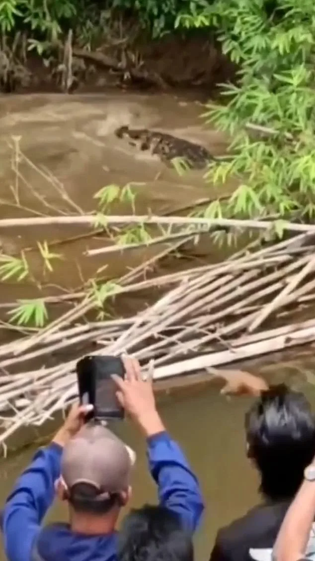 Crocodile Claims Life of Jusmitawati in Aceh's Luan Boya River