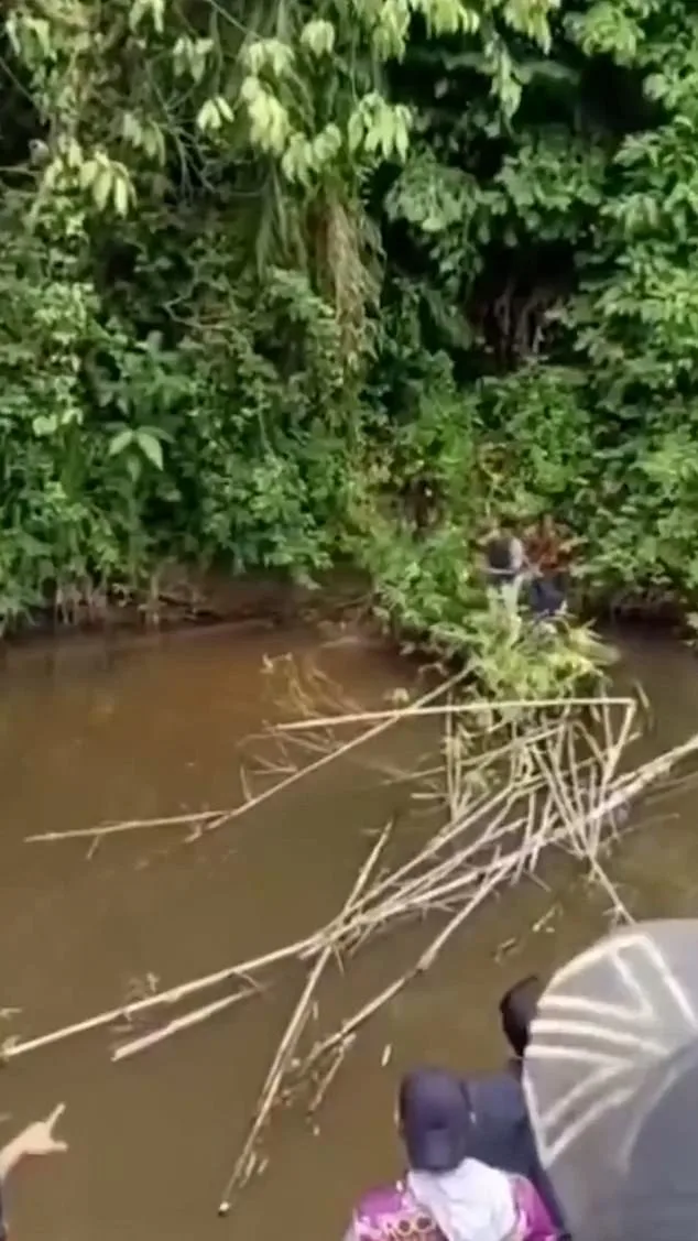 Crocodile Claims Life of Jusmitawati in Aceh's Luan Boya River