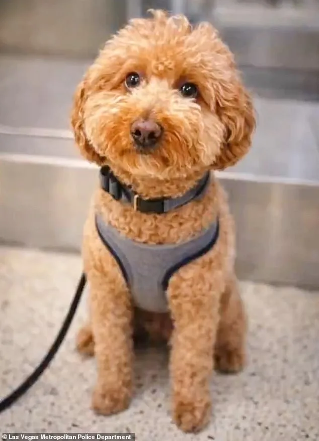Woman Abandons Dog at Las Vegas Airport in Bid to Board Flight, Sparking Legal and Public Outcry