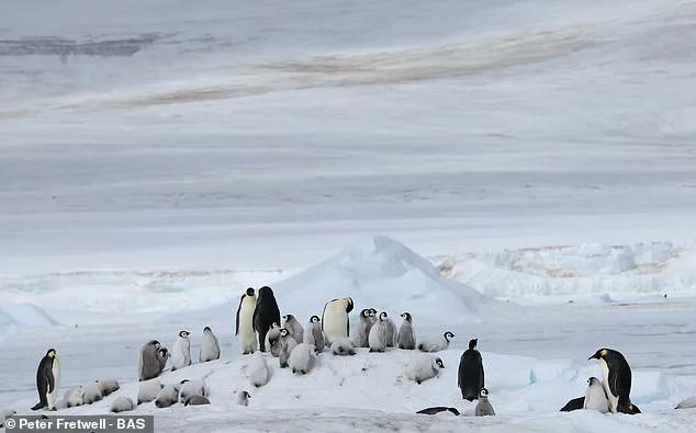 Emperor Penguins Face Extinction Crisis as Shrinking Sea Ice Exposed by Satellite Imagery Reveals Vulnerable Moulting Colonies