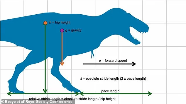 T. rex May Have Run on Toes, Not Stomped Heel-First, Study Suggests