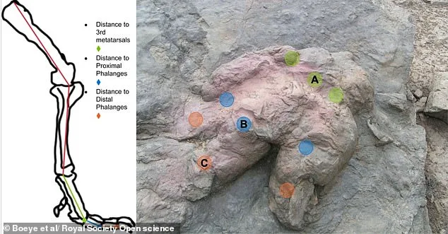 T. rex May Have Run on Toes, Not Stomped Heel-First, Study Suggests