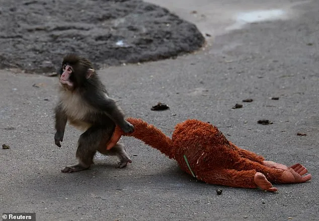 The Heartwarming and Tragic Tale of Punch the Monkey: How a Stuffed Orangutan Became a Symbol of Empathy and Captivity Debates