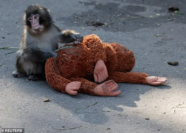 The Heartwarming and Tragic Tale of Punch the Monkey: How a Stuffed Orangutan Became a Symbol of Empathy and Captivity Debates