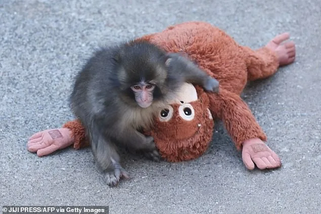 The Heartwarming and Tragic Tale of Punch the Monkey: How a Stuffed Orangutan Became a Symbol of Empathy and Captivity Debates
