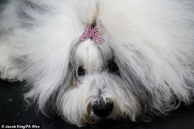 Crufts 2023: Global Canine Show Kicks Off with Thousands of Dogs Competing for Best in Show Title