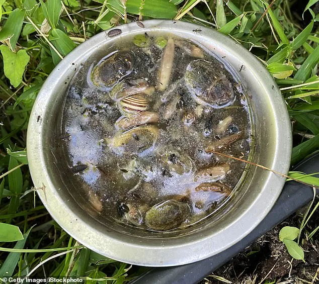 UK Warned of Potential 'Slugageddon' Repeat as Wet Winter of 2025 Sets Stage for Surge in Garden Slugs