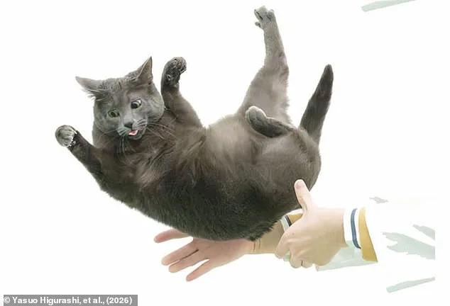 Japan's Yamaguchi University Reveals Spinal Secret to Cats' Remarkable Righting Reflex