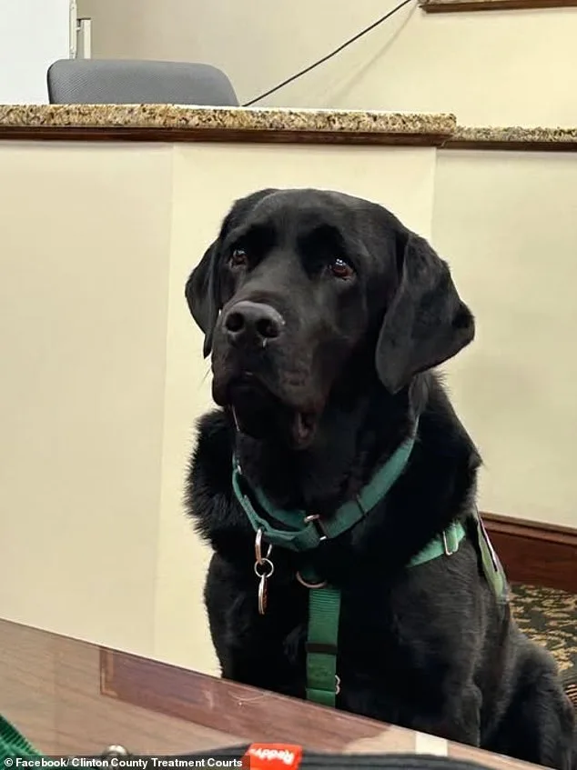 Mistrial Declared in Pennsylvania Dog Attack Case After Therapy Dog Enters Jury Room