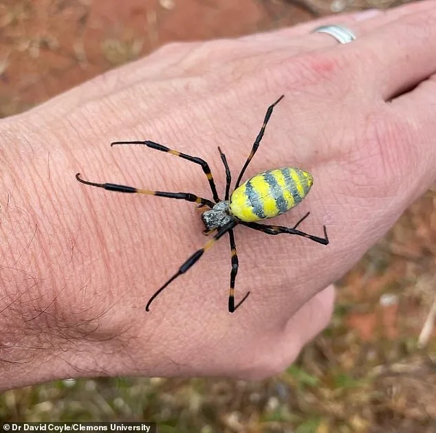 Invasive Joro Spiders Expand Across the U.S., With Eyes on Canada