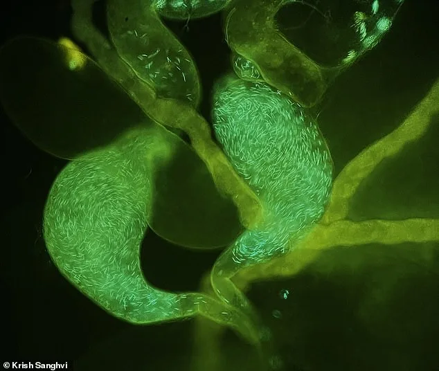 Study Challenges Assumptions: Regular Sexual Activity Boosts Sperm Quality