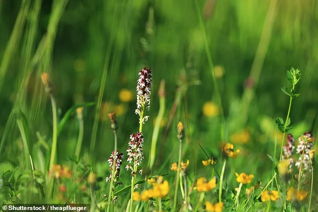 Britain's Wildlife on the Brink: Vanishing in Two Decades, A Call to Action
