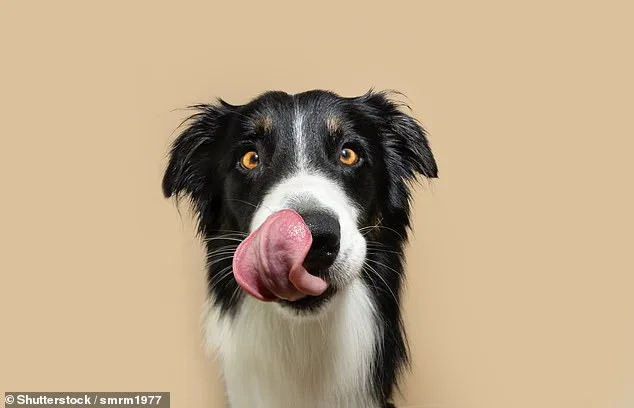 Study Reveals 17 Key Behavioral Clues Dogs Use to Signal Pain, Helping Owners Detect Suffering Early