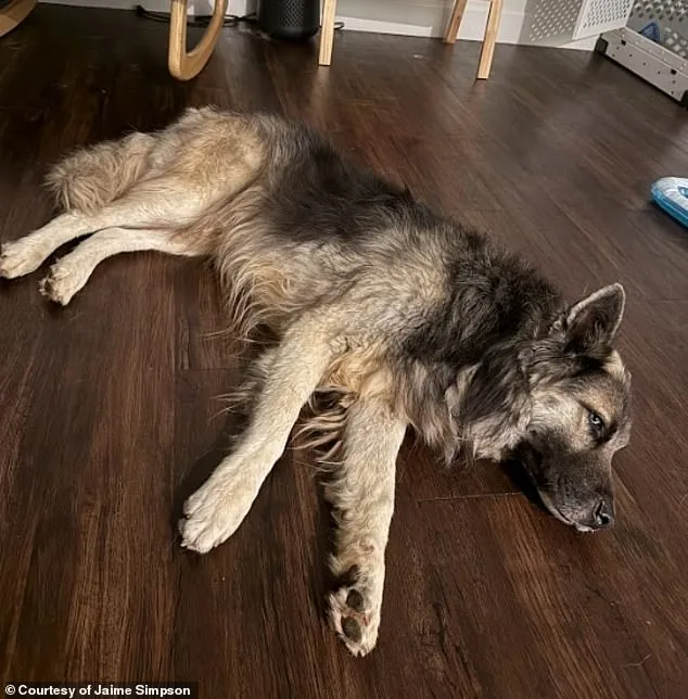 Abandoned Husky Survives Arizona Desert After Owners' ICE Deportation