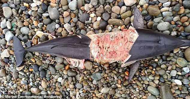 Grey Seals Turn Predators: Alarming Surge in Dolphin and Porpoise Attacks Across British Waters