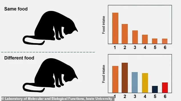 Cats' Reluctance to Eat Linked to Olfactory Habituation, Study Finds