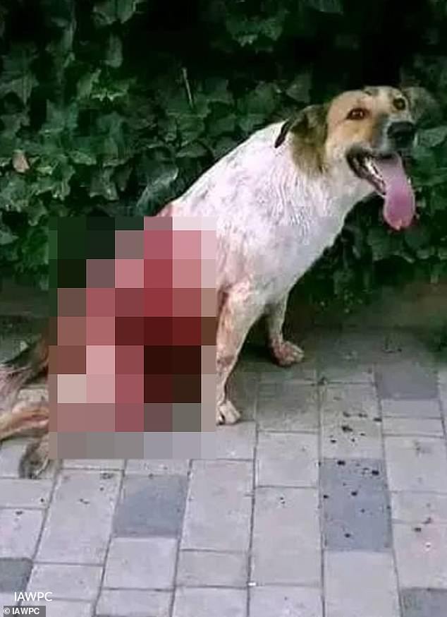 Morocco faces FIFA scrutiny after reports of mass stray dog killings ahead of 2030 World Cup.
