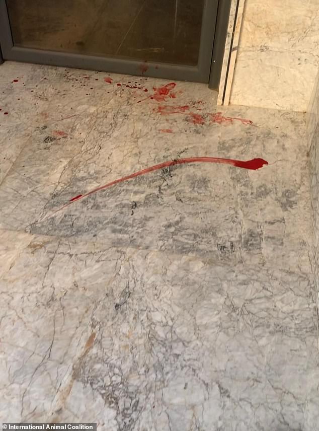Morocco faces FIFA scrutiny after reports of mass stray dog killings ahead of 2030 World Cup.