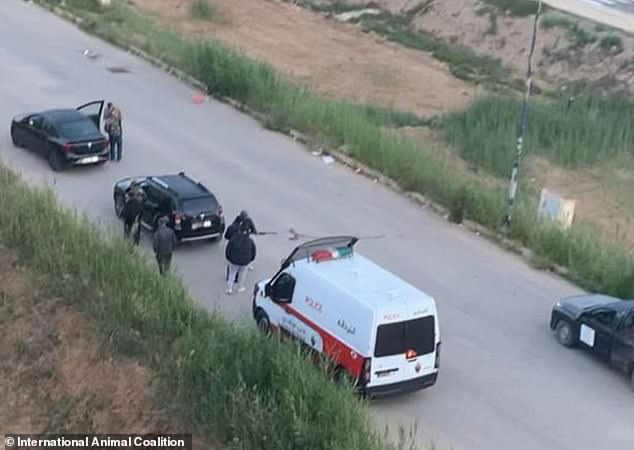 Morocco faces FIFA scrutiny after reports of mass stray dog killings ahead of 2030 World Cup.