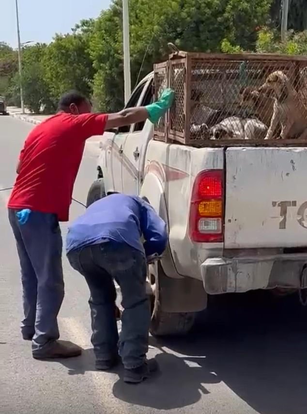 Morocco faces FIFA scrutiny after reports of mass stray dog killings ahead of 2030 World Cup.