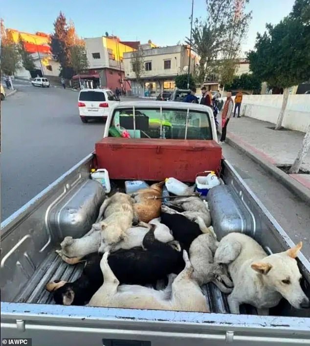 Morocco faces FIFA scrutiny after reports of mass stray dog killings ahead of 2030 World Cup.