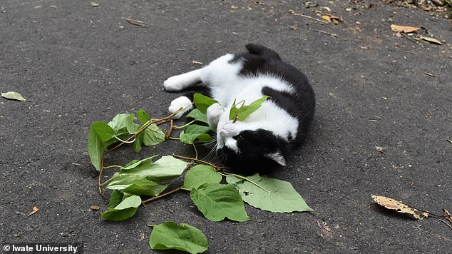 Japanese study reveals silver vine triggers stronger euphoria than catnip in cats.