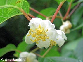 Japanese study reveals silver vine triggers stronger euphoria than catnip in cats.